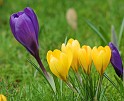Crocus 8P32D-21